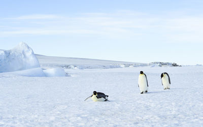 View of birds on snow covered landscape