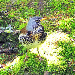 Bird perching on a field