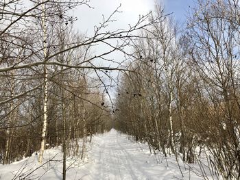 Bare trees on snow covered land