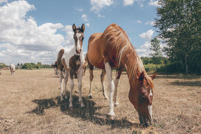 Horses on field against sky