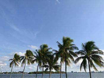 Palm trees on beach against sky