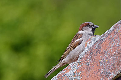 Close-up of bird perching on wood