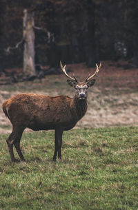 Red deer on green grass 