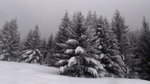 Trees in forest during winter