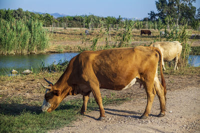 A beautiful photo of cow grassing along side naaman river in northern israel