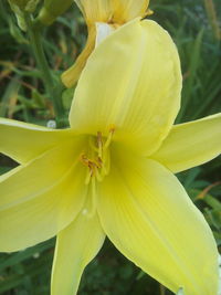 Close-up of yellow day lily blooming outdoors