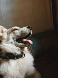 Close-up of dog looking away at home