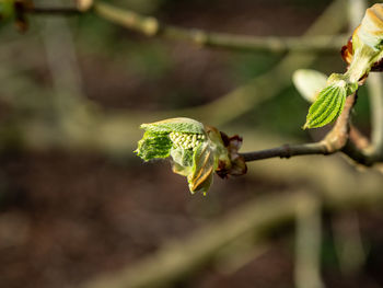 Close-up of green plant