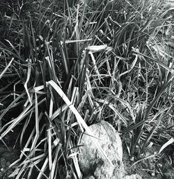 Plants growing on field