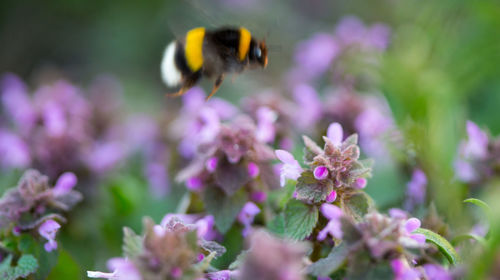 Close-up of bee pollinating on purple flowers