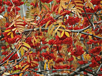 Close-up of red leaves