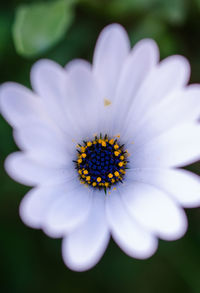 Close-up of white flower