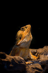 Close-up of lizard, bearded dragon