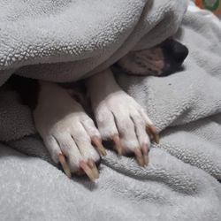 Blankets and pitbulls.  