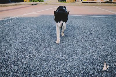 View of a dog on street