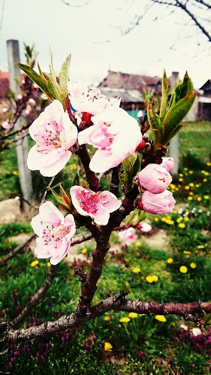 flower, freshness, fragility, growth, petal, beauty in nature, plant, pink color, nature, blooming, flower head, close-up, stem, in bloom, blossom, focus on foreground, leaf, springtime, day, field