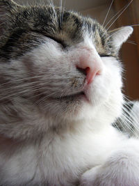 Close-up of cat sleeping