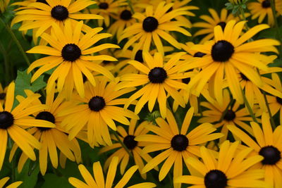 Close-up of yellow flowers