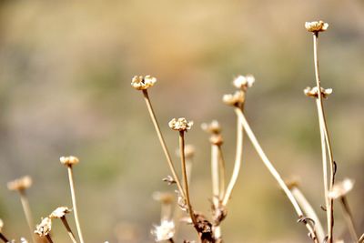 Close-up of plants against blurred background