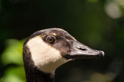 Close-up of canada goose