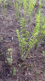 Close-up of plants on field