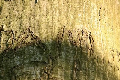 Close-up of insect on tree trunk