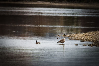 Ducks swimming in lake