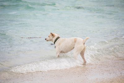 Dog looking at sea shore