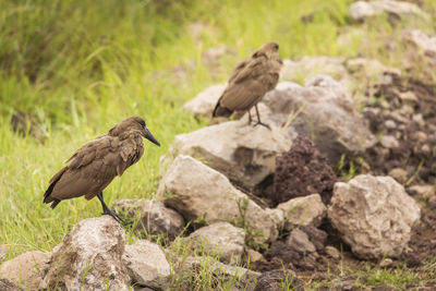 Bird perching on rock