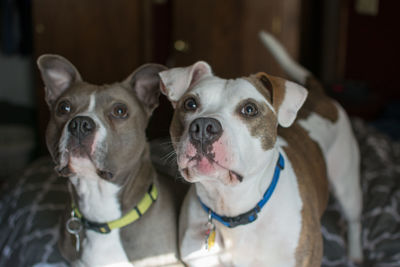 Close-up portrait of dog