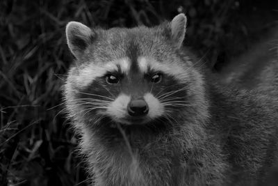 Close-up portrait of a rabbit