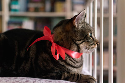Close-up of a cat looking away with a red ribbon