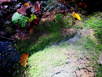 Leaves in water