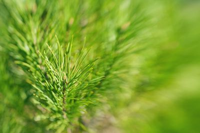 Close-up of plant