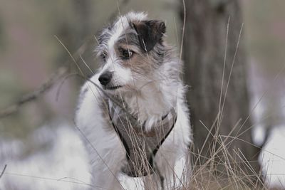 Portrait of dog