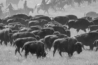 View of buffalo running in field