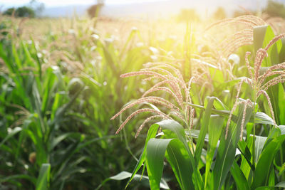 Close-up of crops growing on field