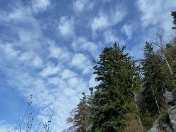 Low angle view of trees against sky