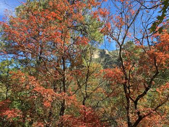 Low angle view of trees against sky