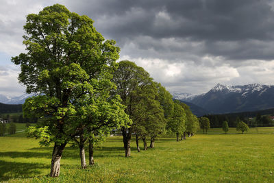 Trees on field against sky