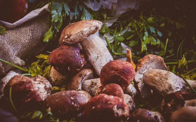 Close-up of mushrooms growing on plant