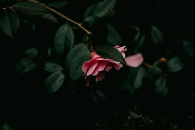 High angle view of red flowering plant