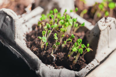 Close-up of potted plant