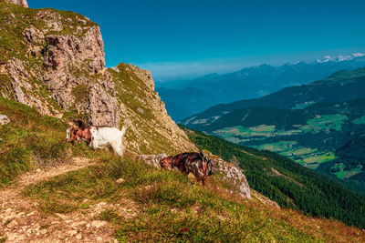 View of an animal on mountain