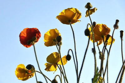 Low angle view of yellow flowering plants against sky