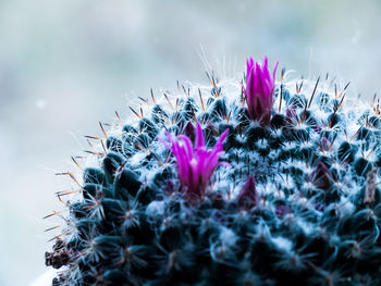Close-up of pink cactus plant
