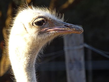 Close-up of a bird