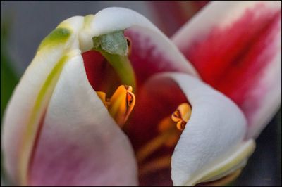 Close-up of flower head