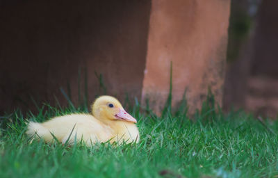 View of a little duck on field