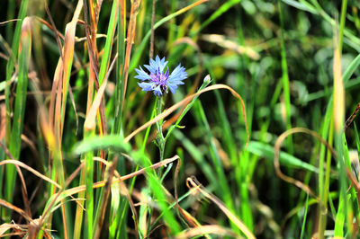 Close-up of purple flowering plant on field